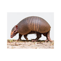 Wandbild armandillo 2