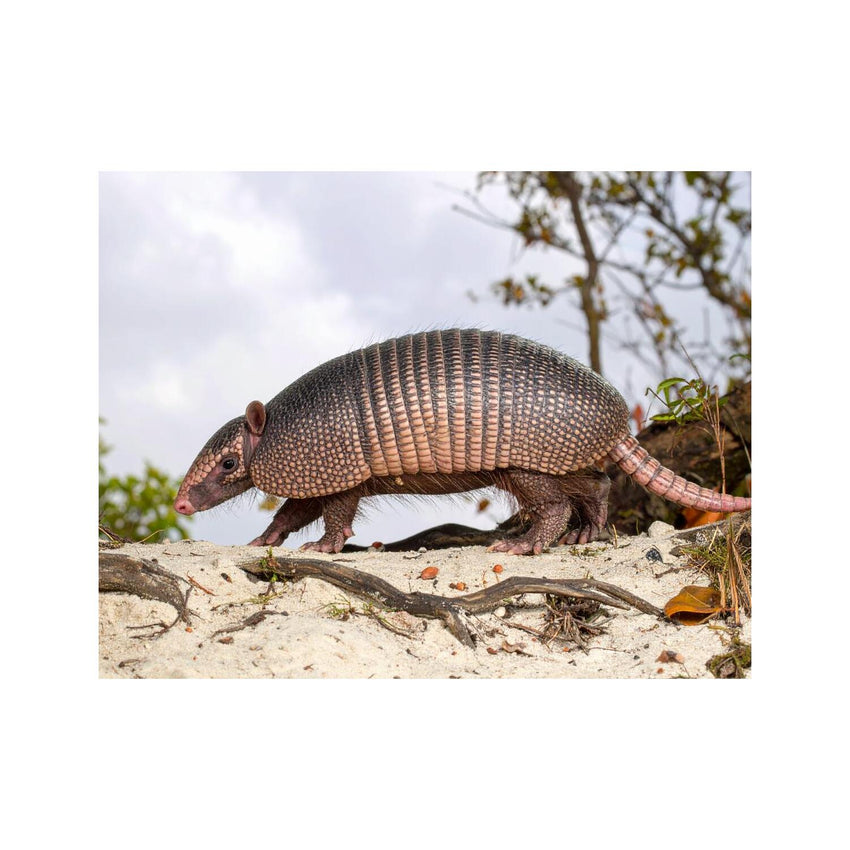 Wandbild armandillo
