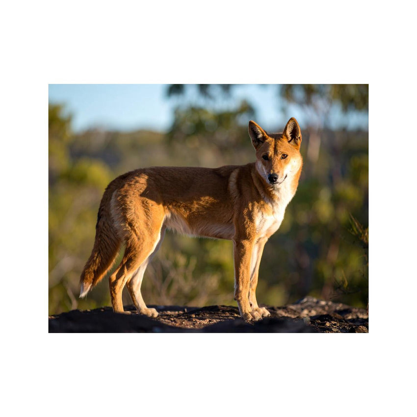 Wandbild australischer dingo