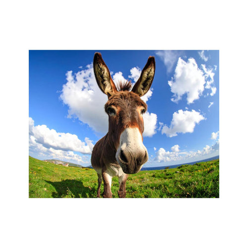 Wandbild funny donkey