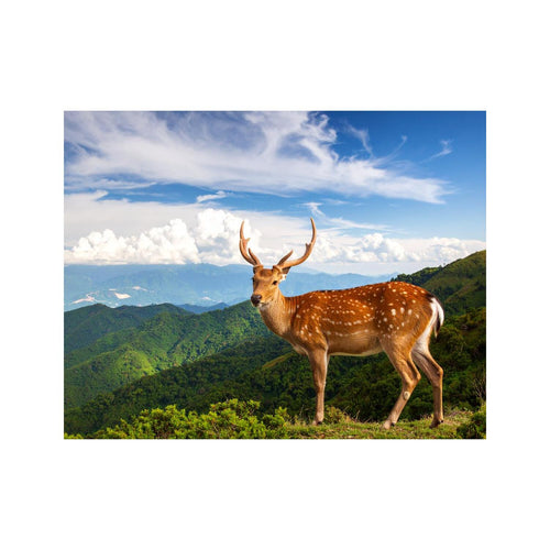 Wandbild Hirsch in wald