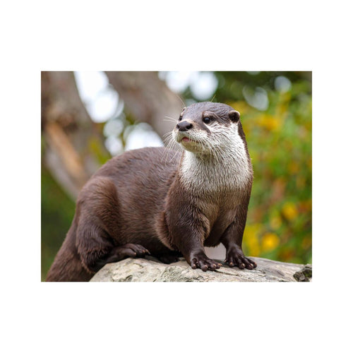 Wandbild otter