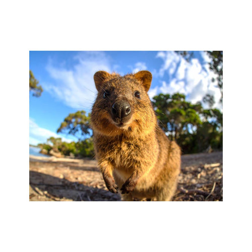 Wandbild süsser quokka