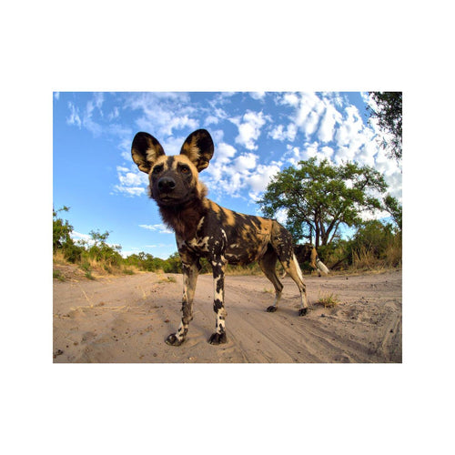 Wandbild african wild dog