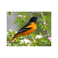 Wandbild Baltimoretrupial 1