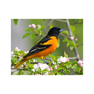 Wandbild Baltimoretrupial 1