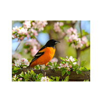 Wandbild Baltimoretrupial 2