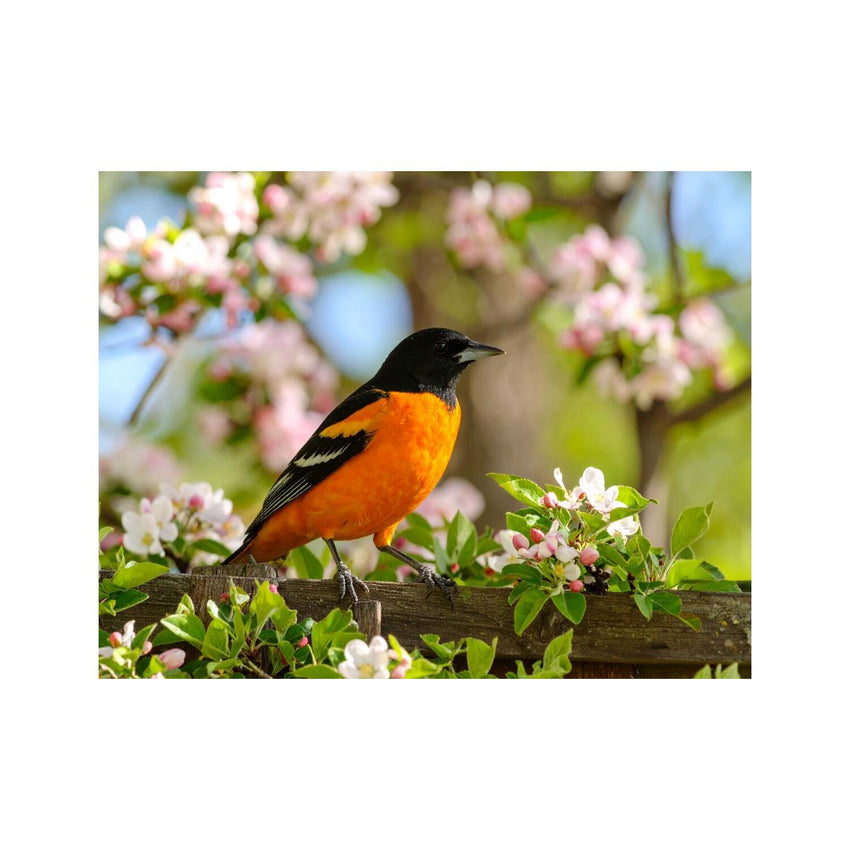 Wandbild Baltimoretrupial 2