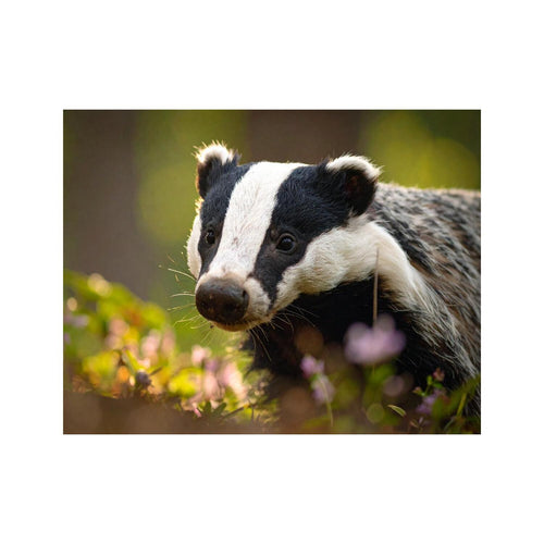 Wandbild Waschbär in der freien Natur 1