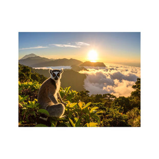 Wandbild lemur