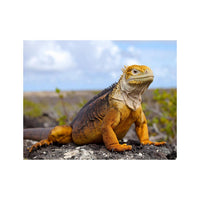 Wandbild Galapagos Land Iguana