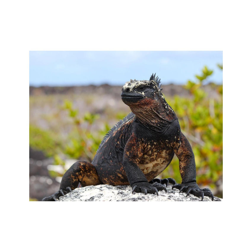 Wandbild Galapagos Marine Iguana 2