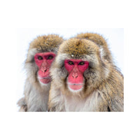 Wandbild Macaque Monkeys