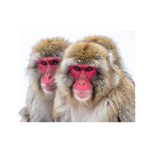 Wandbild Macaque Monkeys