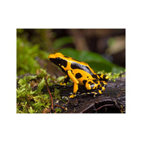 Wandbild Baumsteigerfrosch