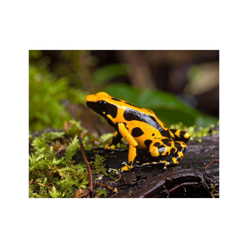 Wandbild Baumsteigerfrosch