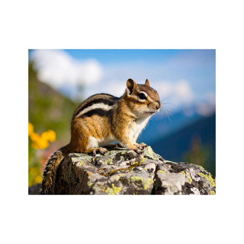 Wandbild Chipmunk