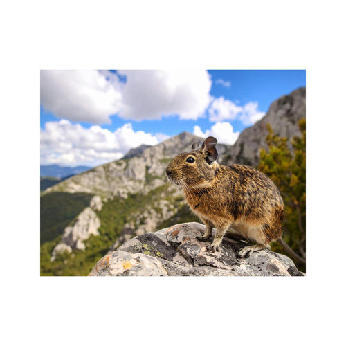 Wandbild degu
