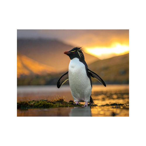 Wandbild Felsenpinguin 2