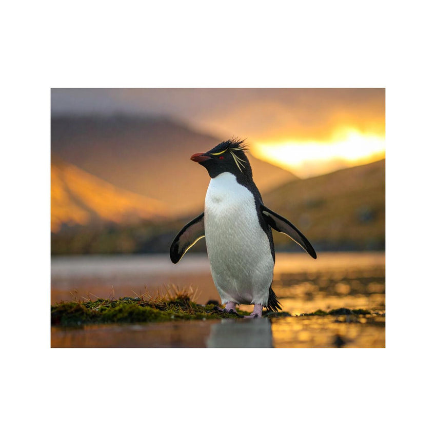 Wandbild Felsenpinguin 2