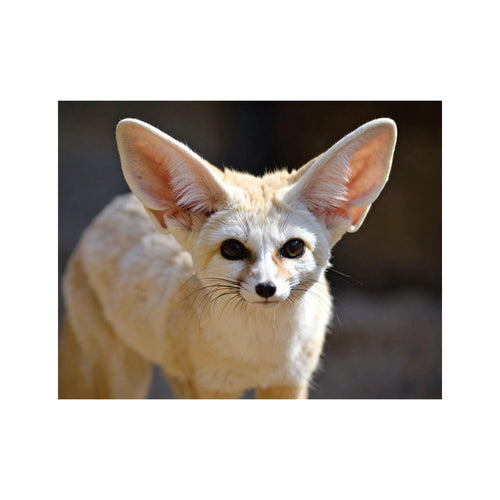 Wandbild fennec fuchs 2