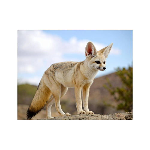 Wandbild fennec fuchs