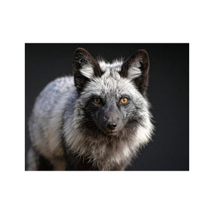 Wandbild grey fox