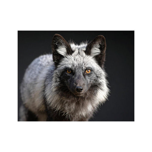 Wandbild grey fox