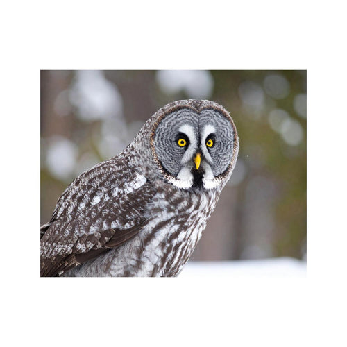 Wandbild grey owl