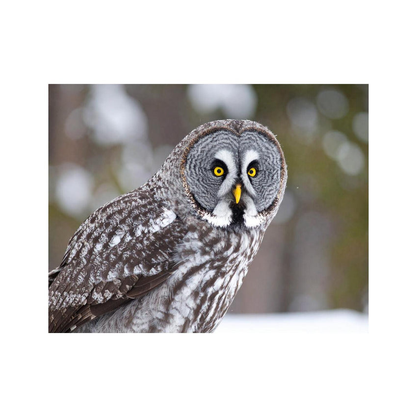 Wandbild grey owl
