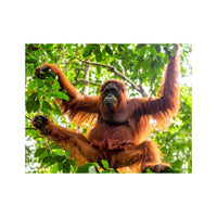 Wandbild haengender orang utan