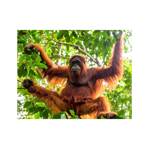 Wandbild haengender orang utan