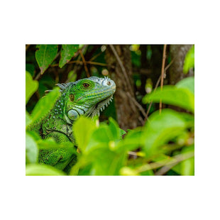 Wandbild Iguana reptil