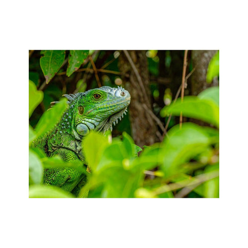 Wandbild Iguana reptil