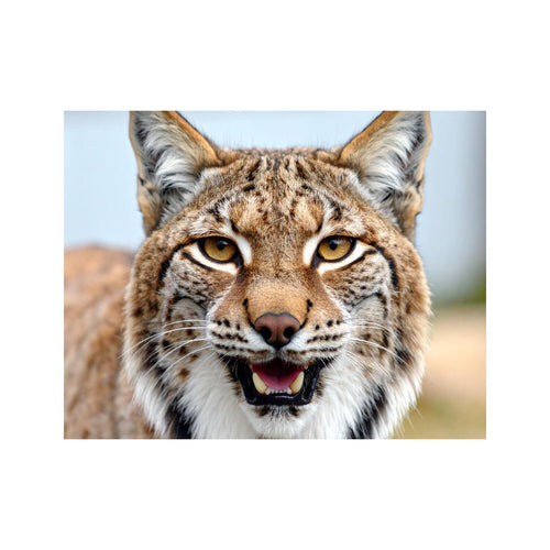 Wandbild lynx 1