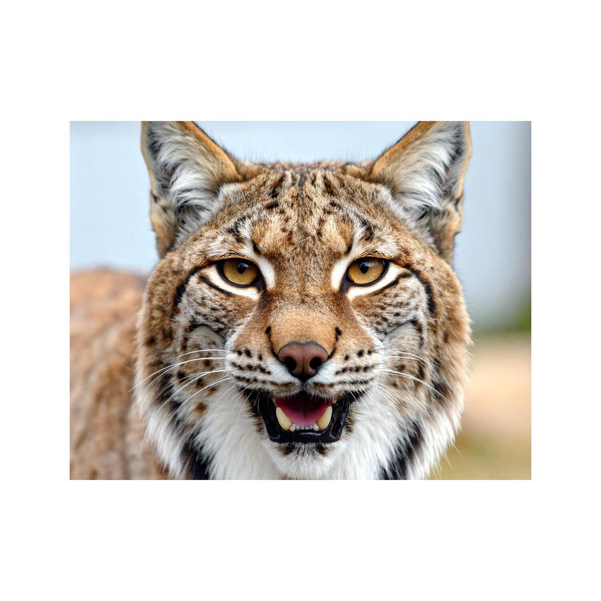 Wandbild lynx 1