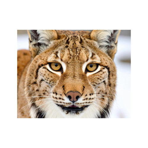 Wandbild lynx 2