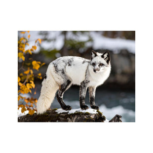Wandbild Marmorfuchs
