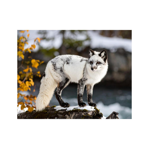 Wandbild Marmorfuchs