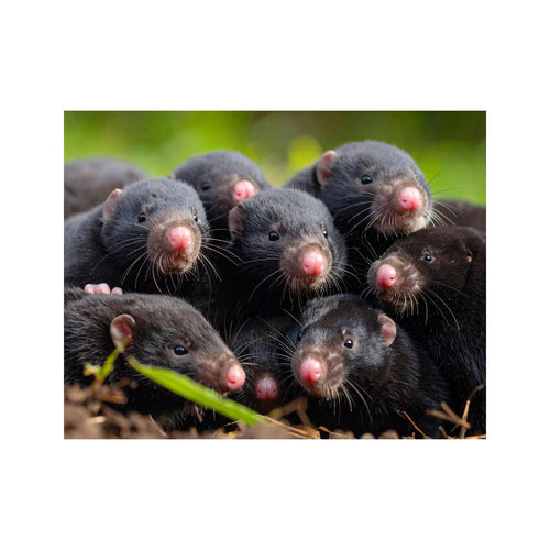 Wandbild Maulwurf babies 1
