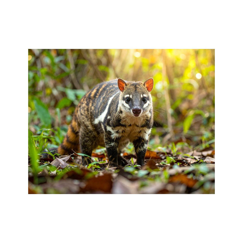 Wandbild Numbat