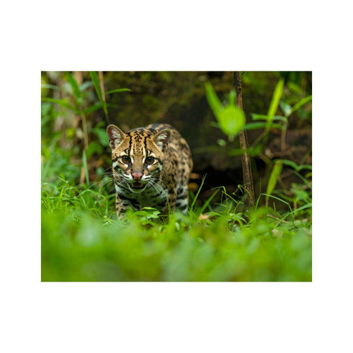 Wandbild Ocelot