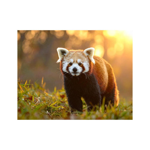 Wandbild red Panda