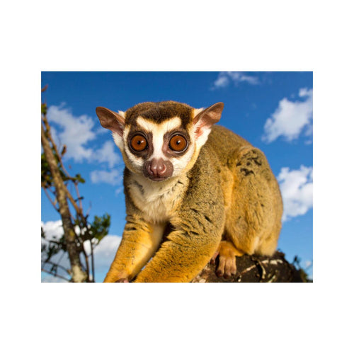 Wandbild Schlankloris