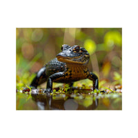 Wandbild Schneider Dwarf Caiman