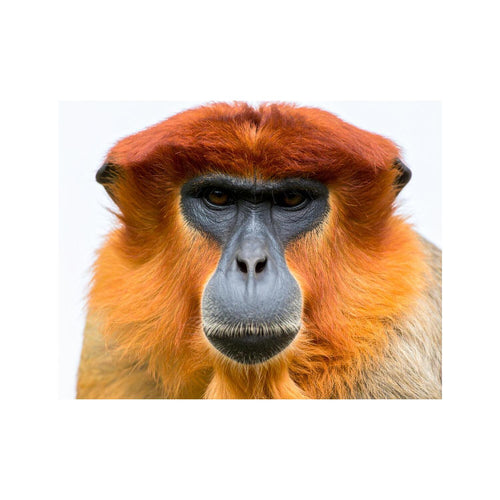 Wandbild Serious ape