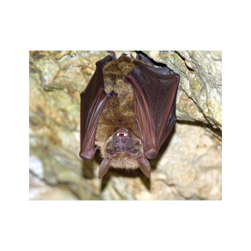 Wandbild Vampir Fledermaus