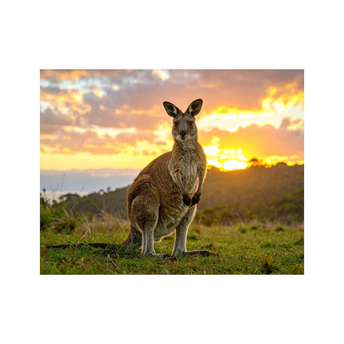 Wandbild Wallaby