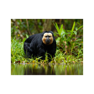 Wandbild weisskopfsaki