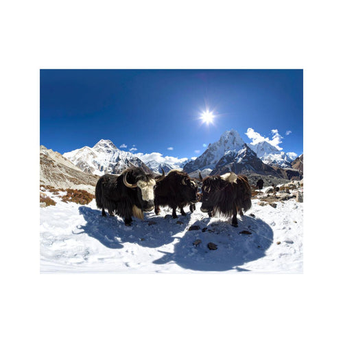 Wandbild Yaks